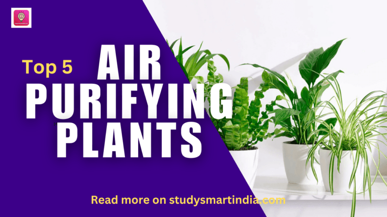 5 Air-Purifying Plants for a Fresh and Healthy Home